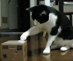 Een kattengifje