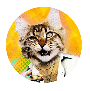 Een rare kat kijkt naar je